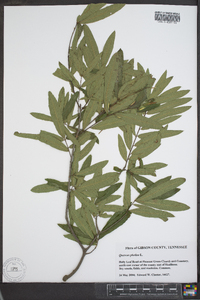 Quercus phellos image