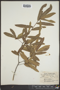 Quercus phellos image