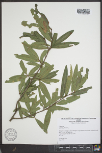 Quercus phellos image