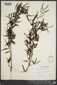 Quercus phellos image