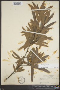 Quercus phellos image