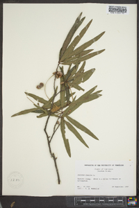 Quercus phellos image