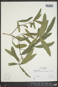 Quercus phellos image