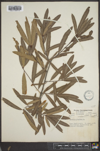 Quercus phellos image