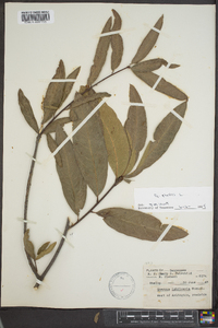 Quercus phellos image