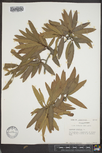 Quercus phellos image