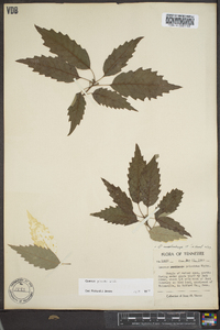 Quercus prinoides image