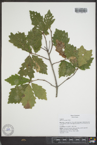 Quercus prinoides image