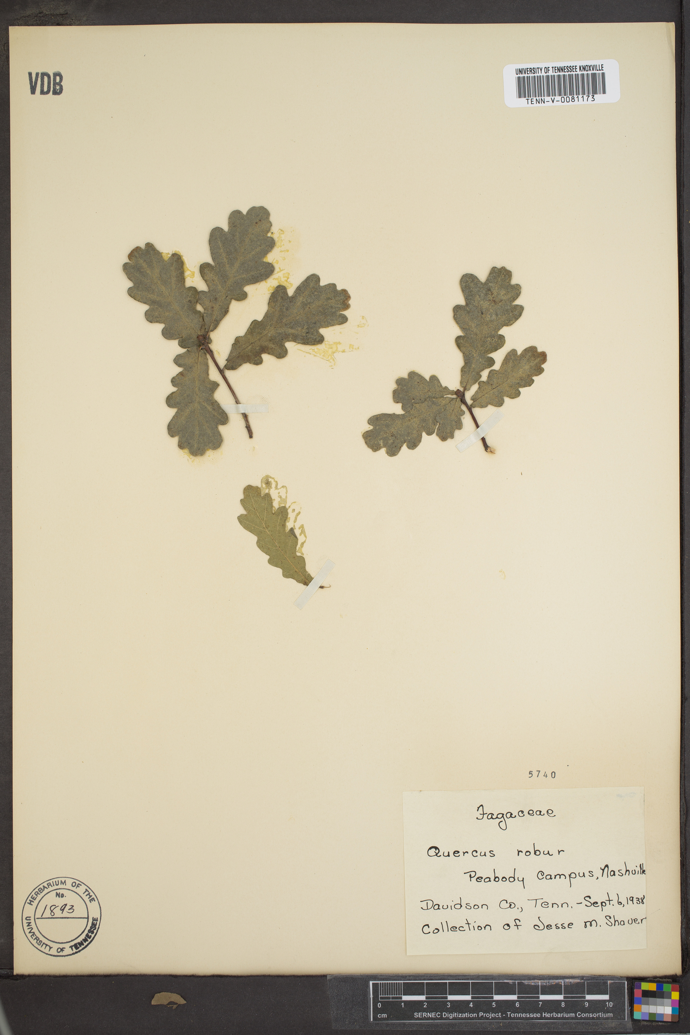 Quercus robur image