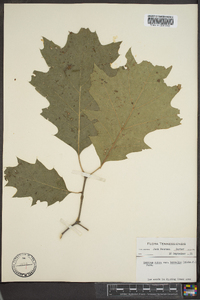 Quercus rubra var. borealis image