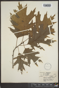 Quercus rubra var. borealis image