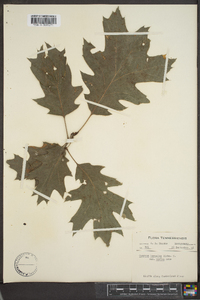 Quercus rubra var. borealis image