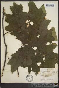 Quercus rubra var. borealis image