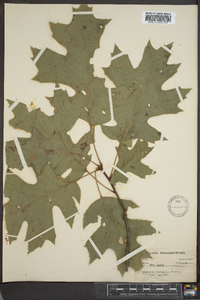 Quercus rubra var. borealis image