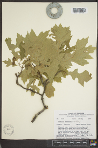 Quercus shumardii image