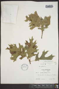 Quercus shumardii image