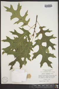 Quercus shumardii image