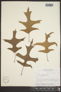 Quercus texana image