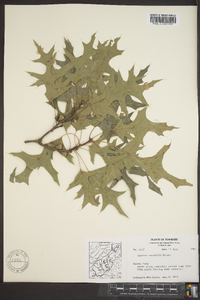 Quercus texana image