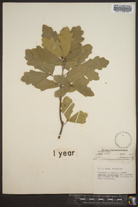 Quercus virginiana image