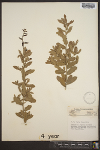 Quercus virginiana image