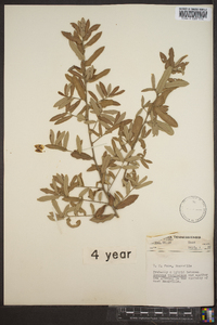 Quercus virginiana image