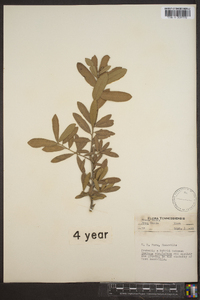 Quercus virginiana image