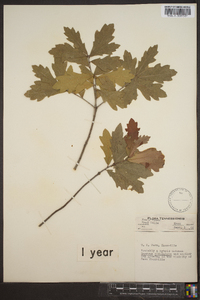 Quercus virginiana image