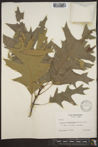 Quercus x willdenowiana image