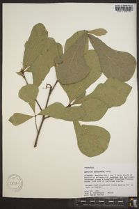 Quercus arizonica image