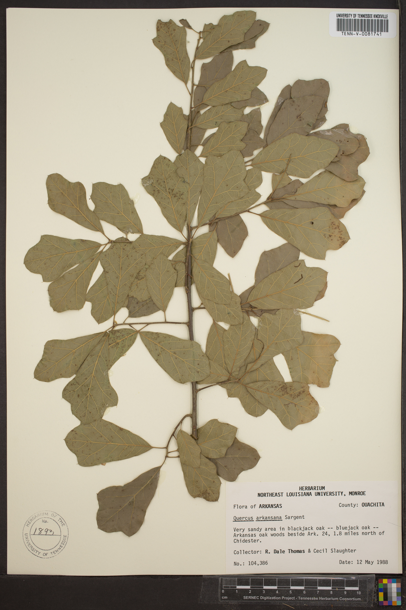 Quercus caput-rivuli image