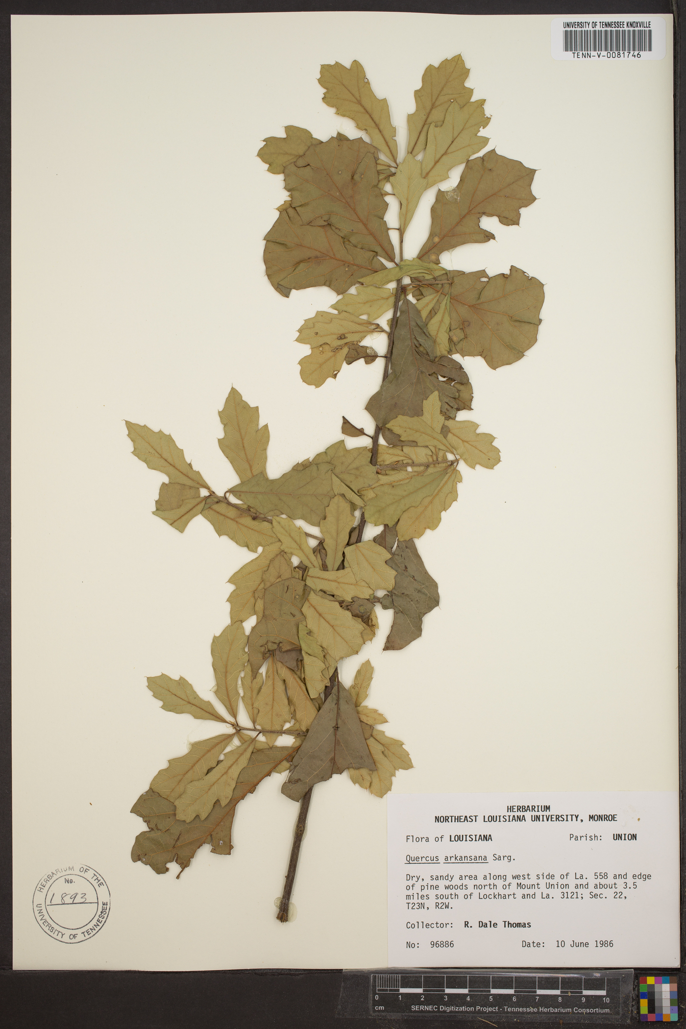 Quercus caput-rivuli image