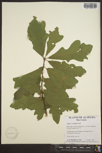 Quercus austrina image