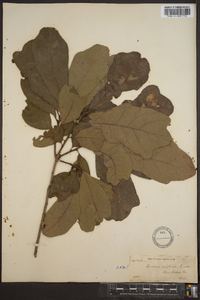 Quercus austrina image