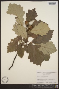 Quercus bicolor image