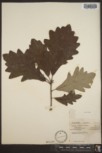 Quercus bicolor image