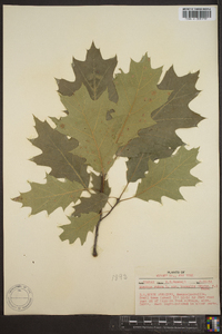 Quercus rubra var. borealis image