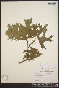 Quercus buckleyi image