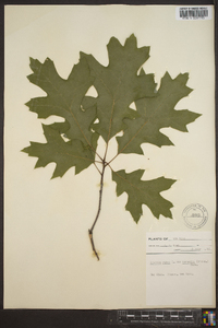 Quercus rubra var. borealis image