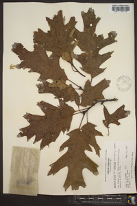 Quercus rubra var. borealis image