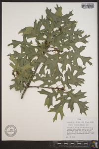 Quercus buckleyi image