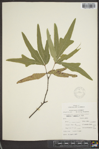 Quercus x capesii image