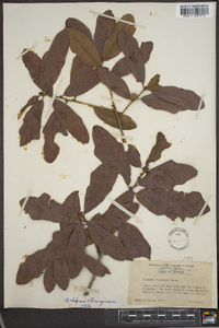 Quercus chapmanii image