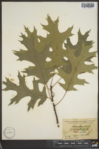 Quercus coccinea image