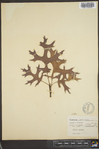 Quercus coccinea image