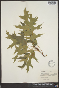 Quercus coccinea image