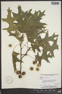 Quercus coccinea image