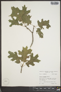 Quercus coccinea image