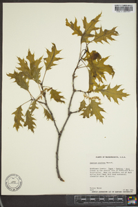 Quercus coccinea image