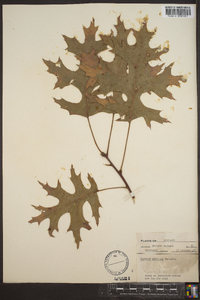 Quercus coccinea image